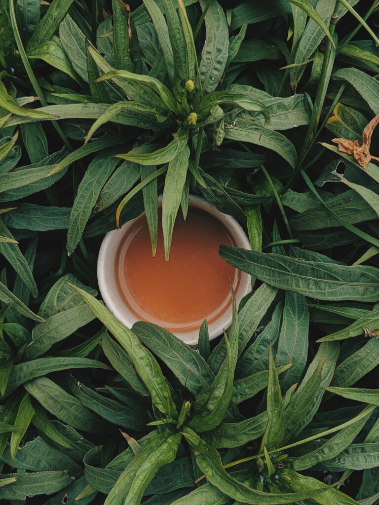 Oolong Tea surrounded by fresh oolong tea leaves